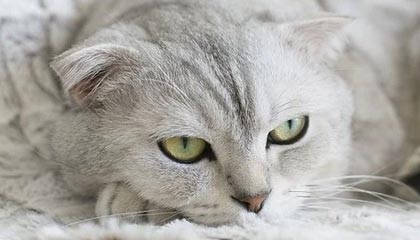 爱游戏真人体育娱乐-球迷对国足失利表达不满，球迷对国足的评价